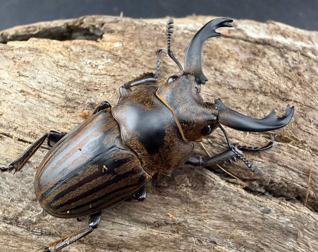 【WD】《ストリアータツヤクワガタ 40mm ペア》