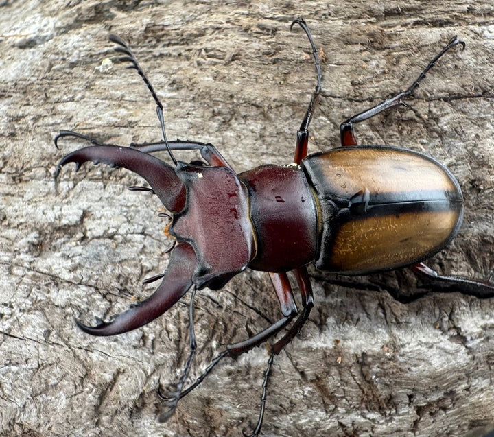 【WD】《ラエトゥスミヤマクワガタ 35mm ペア》