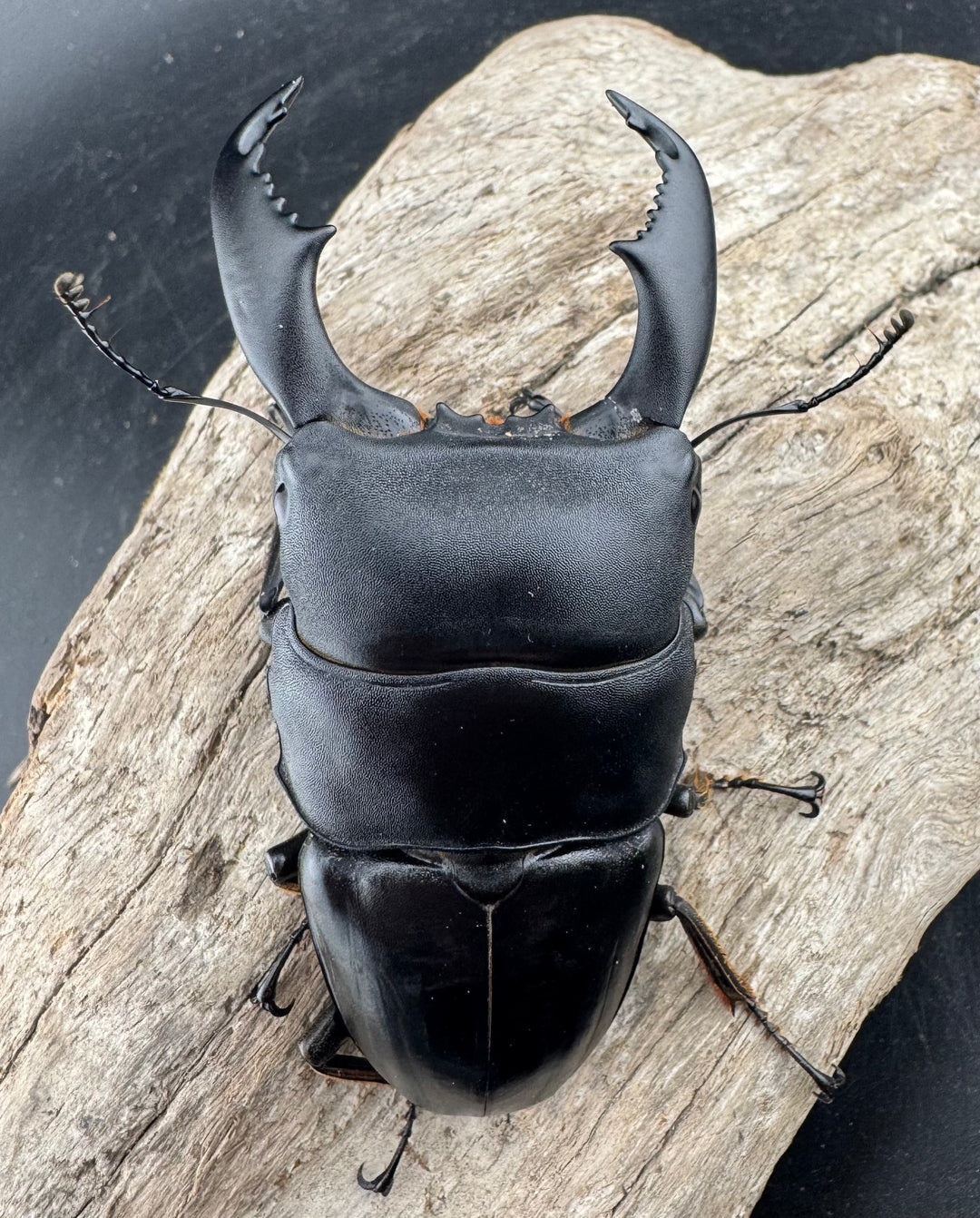 【WD】《スマトラオオヒラタ ベンクール産 93mm ペア》