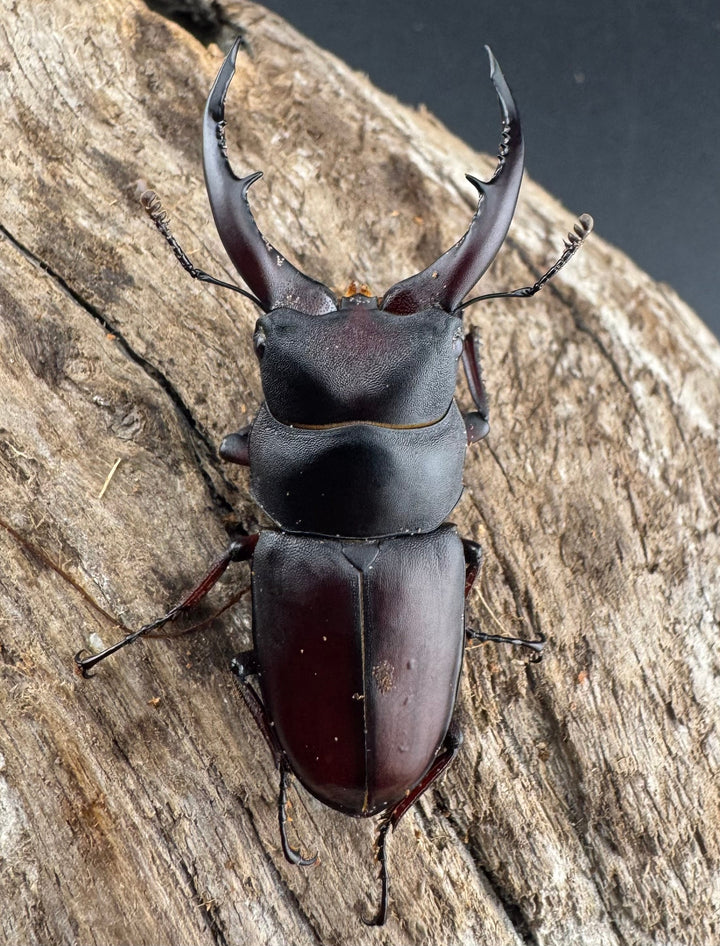 【WF7】《アンドレアスノコギリヒラタ 49.5mm ペア》