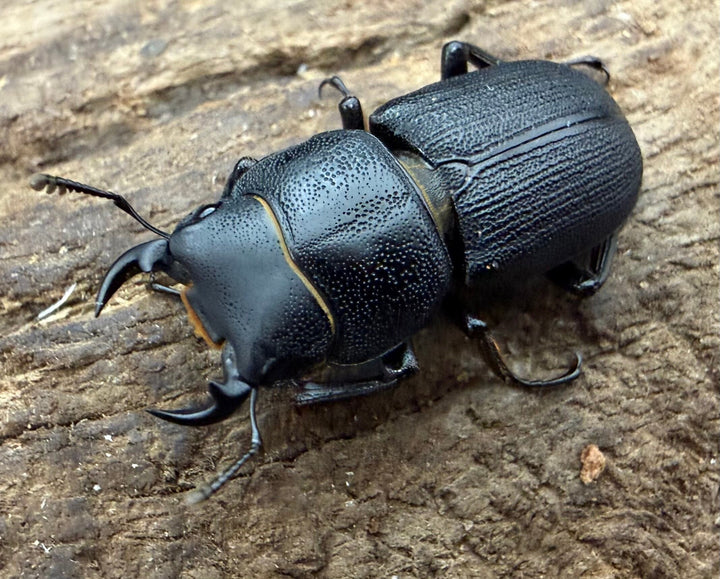 【WD】《ドルクス zhouchaoi（メンシウス ssp.） 21mm ペア》