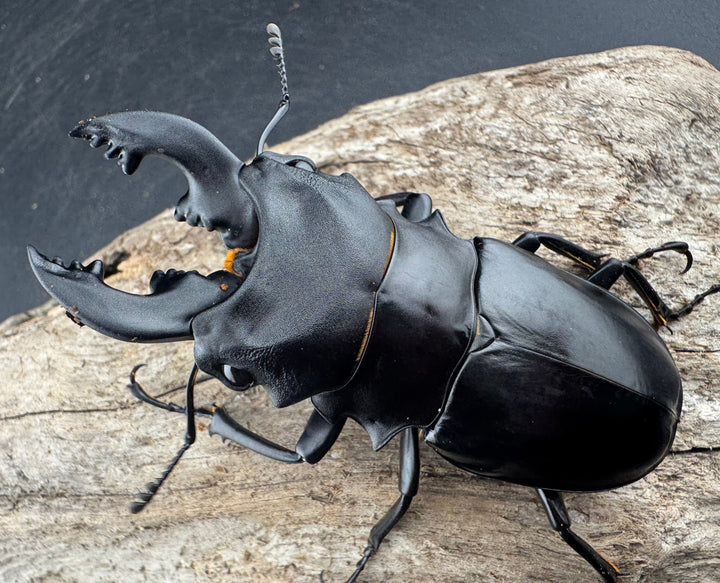 【WD】《ミンダナオアルケスツヤクワガタ 81.5mm ペア》