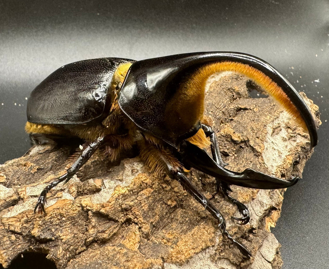 《サタンオオカブト 93mm ペア》