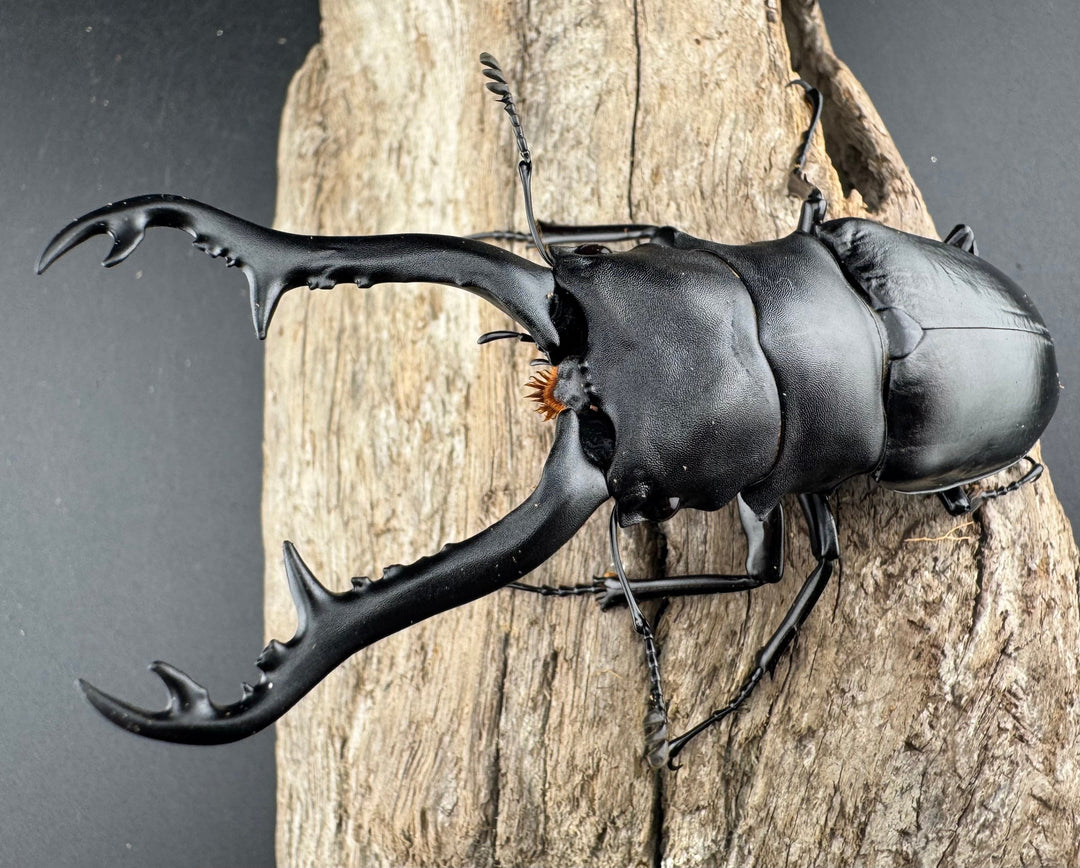 【WD】《 ギラファノコギリ亜種ボロブドゥール 96mm ペア》