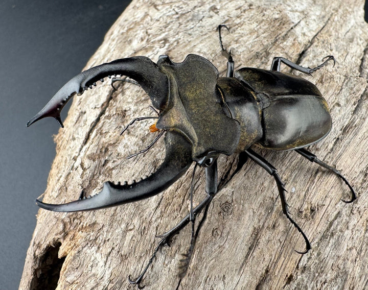 【WD】《ノビリスミヤマ 63mm ペア》