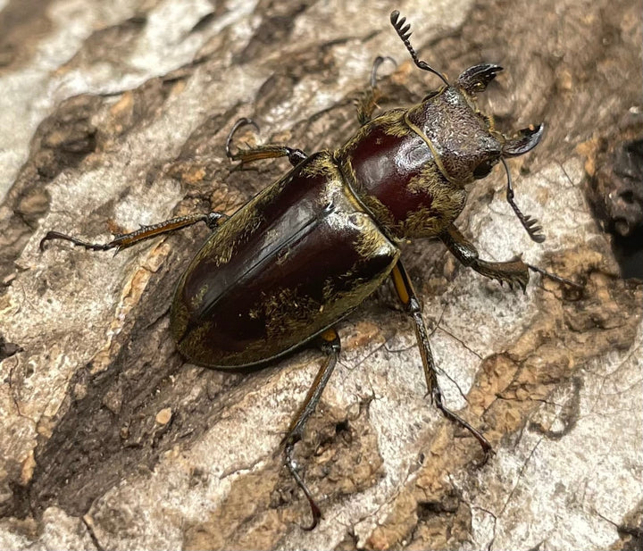 【WD】超貴重《デランミヤマクワガタ原名亜種 38mm ペア》