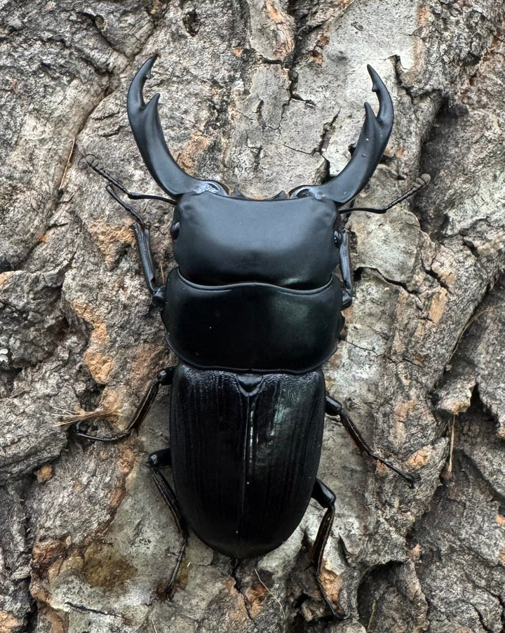 【WD】《ミンダナオパリーオオクワ  65mm ペア》