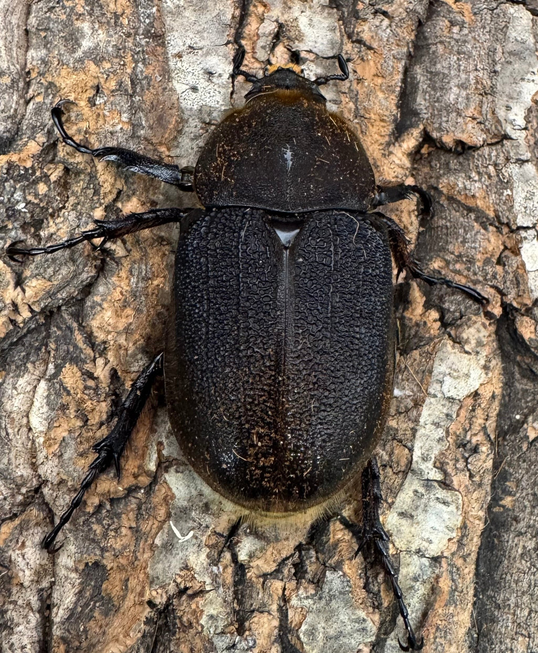 《ヘラクレス・ヘラクレス 132mm ペア》