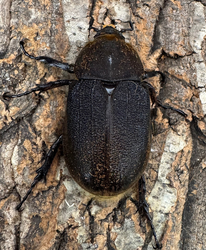 《ヘラクレス・ヘラクレス 132mm ペア》