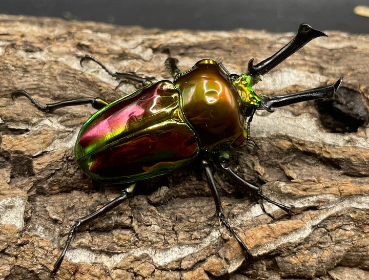 《ニジイロクワガタ 52mm ペア》