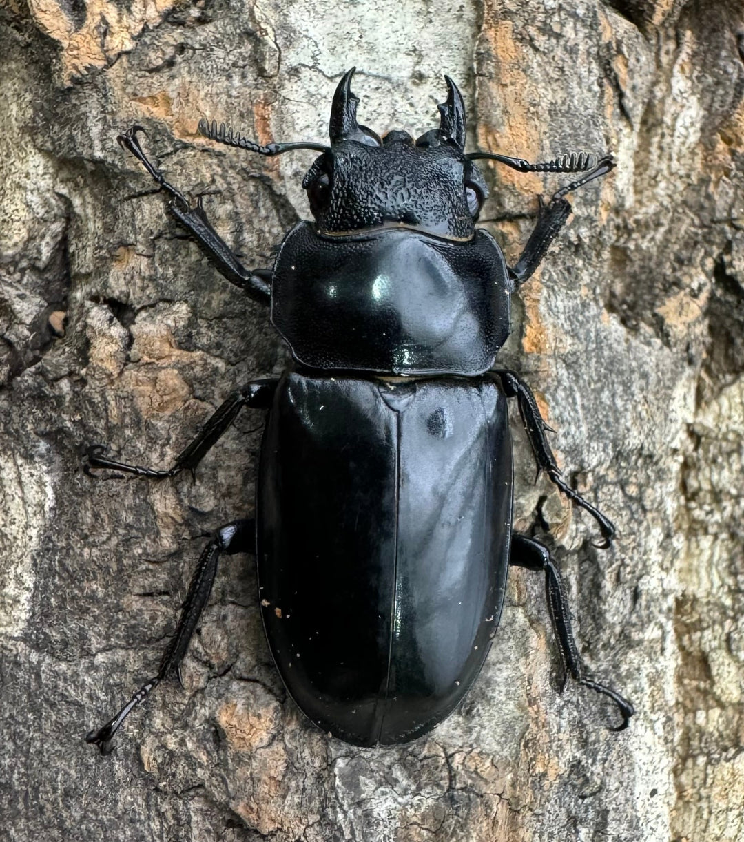 【WD】《セアカフタマタ（パリーフタマタ） 77mm A’品ペア》