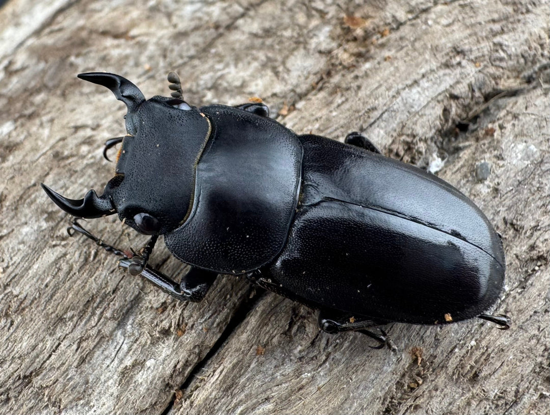 【WD】《ビキヌスコクワガタ 四川省産 28.5mm A'品ペア》