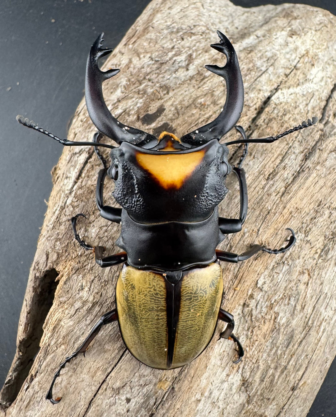 【WD】《ラコダールツヤクワガタ 77mm ペア》