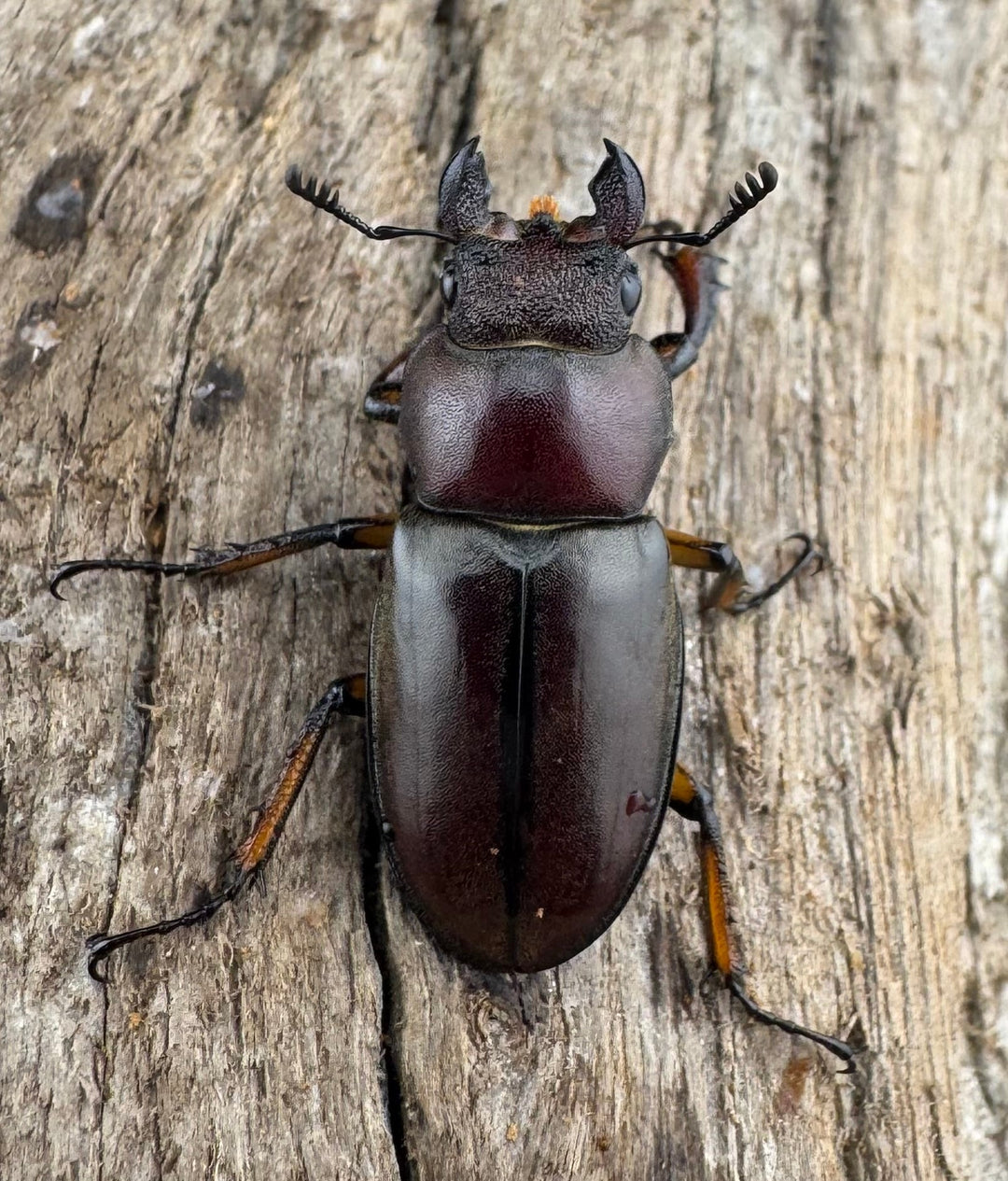 【WD】大型《ウーイーミヤマクワガタ 41.5mm ペア》