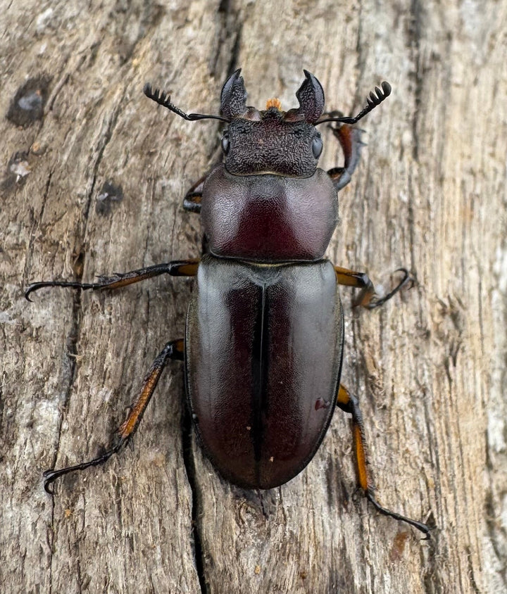 【WD】大型《ウーイーミヤマクワガタ 41.5mm ペア》