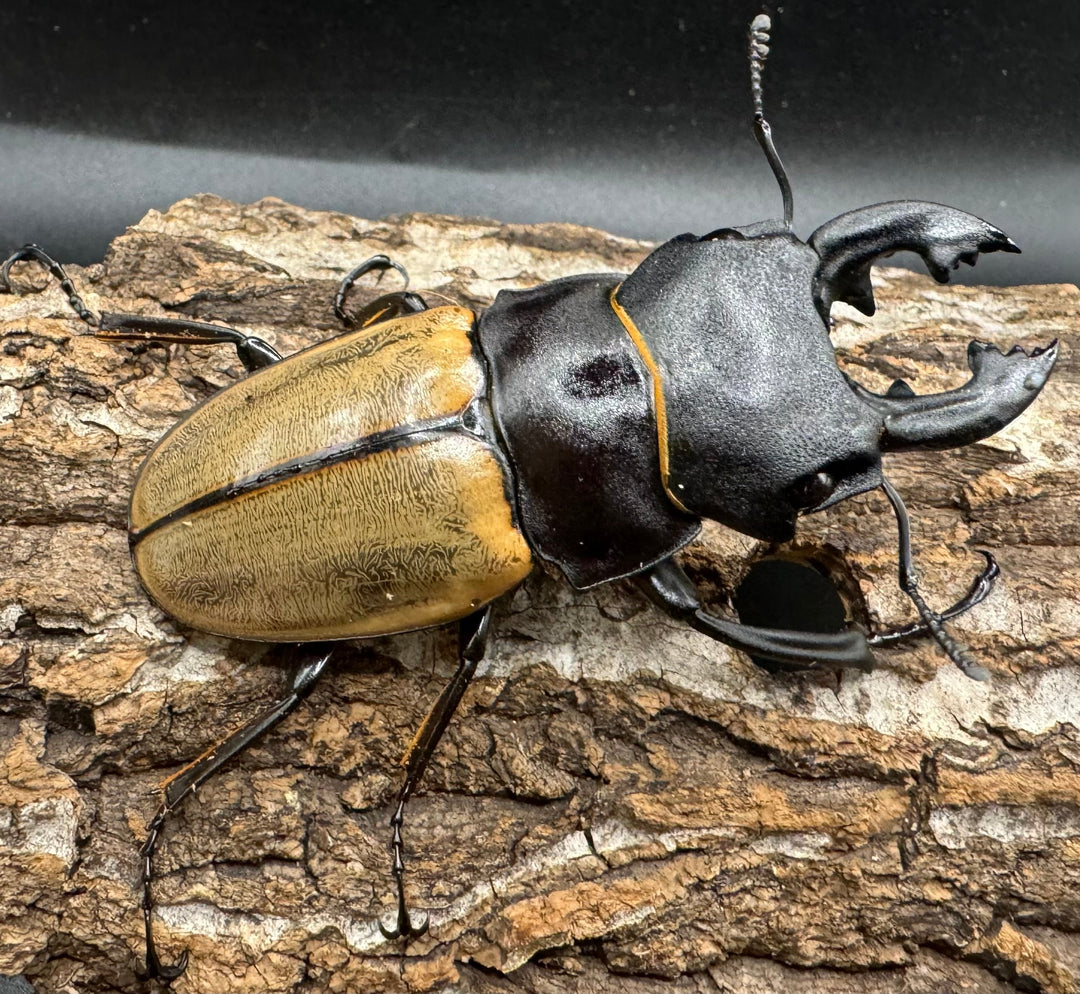 【WD】《カステルナウディツヤクワガタ 79ｍｍ ペア》