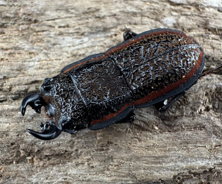 《カエラートゥスサメハダ 18.5mm ペア》