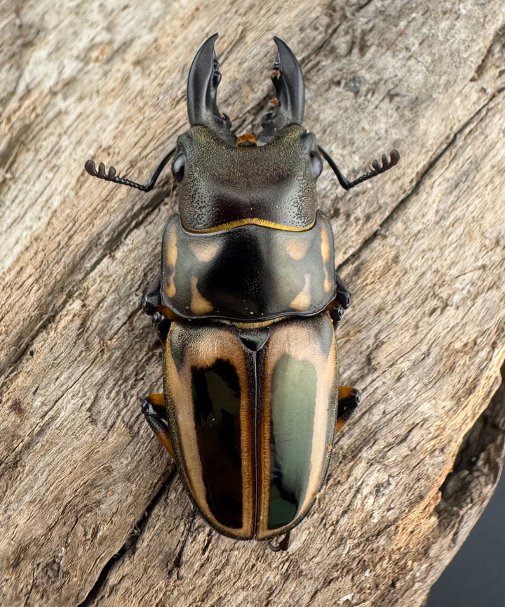 【WD】《ゼブラノコギリクワガタ亜種ledae 38mm ペア》