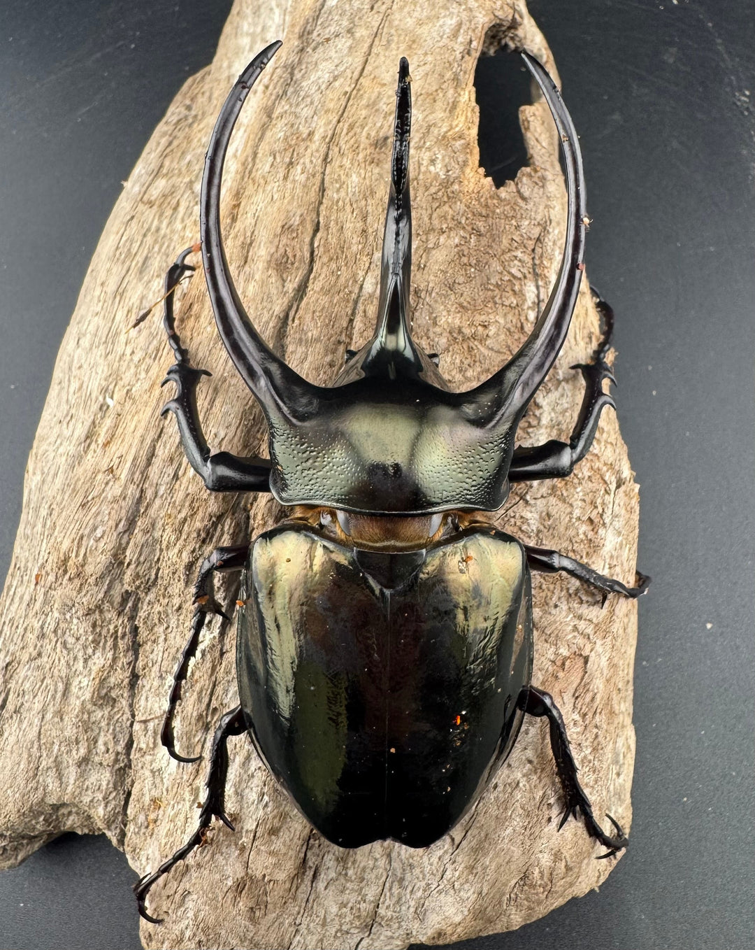 【WD】《ミンダナオアトラスオオカブト マラグサン産 95.5mm ペア》