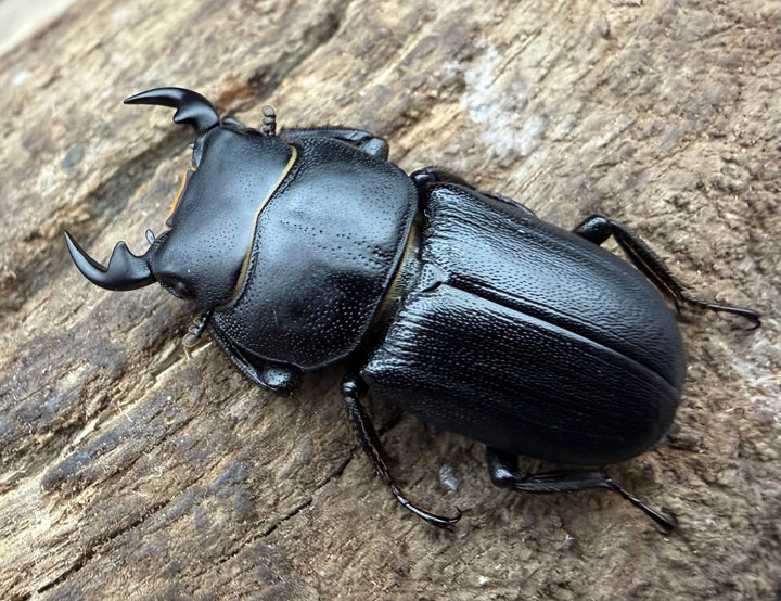 【WD】《ドルクス zhouchaoi（メンシウス ssp.） 26mm ペア》