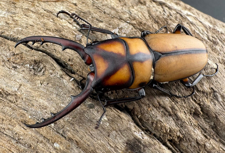 【WD】《スツラリスノコギリ 海南省産 38.5mm ペア》