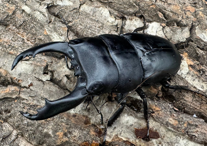 【WD】大型《北カマリネスヒラタ 90mm ペア》