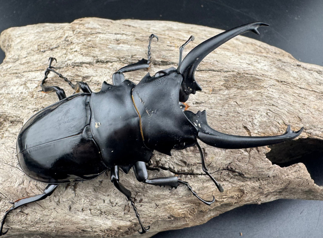 【WD】《ダールマンツヤクワガタ亜種celebensis 82mm ペア》