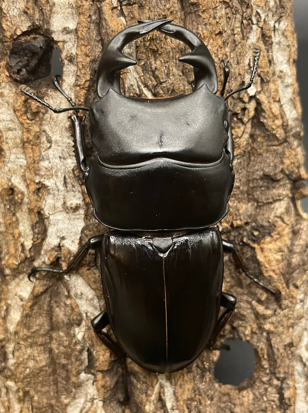 《インドグランディス亜種moriyai Garda95.0血統 80mm ペア》