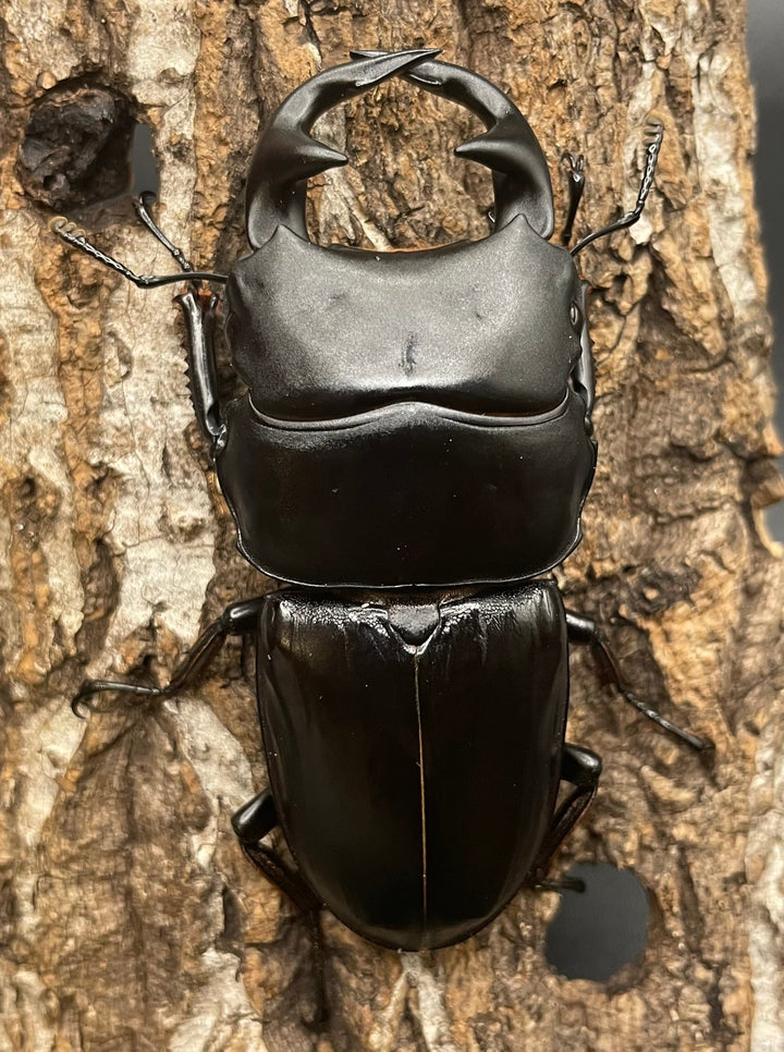 《インドグランディス亜種moriyai Garda95.0血統 80mm ペア》