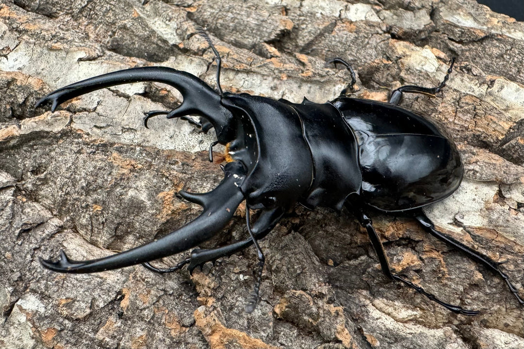 【WD】《インターメディアツヤクワガタ 87mm A'品ペア》