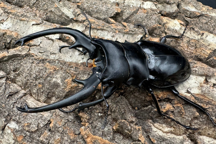 【WD】《インターメディアツヤクワガタ 87mm A'品ペア》