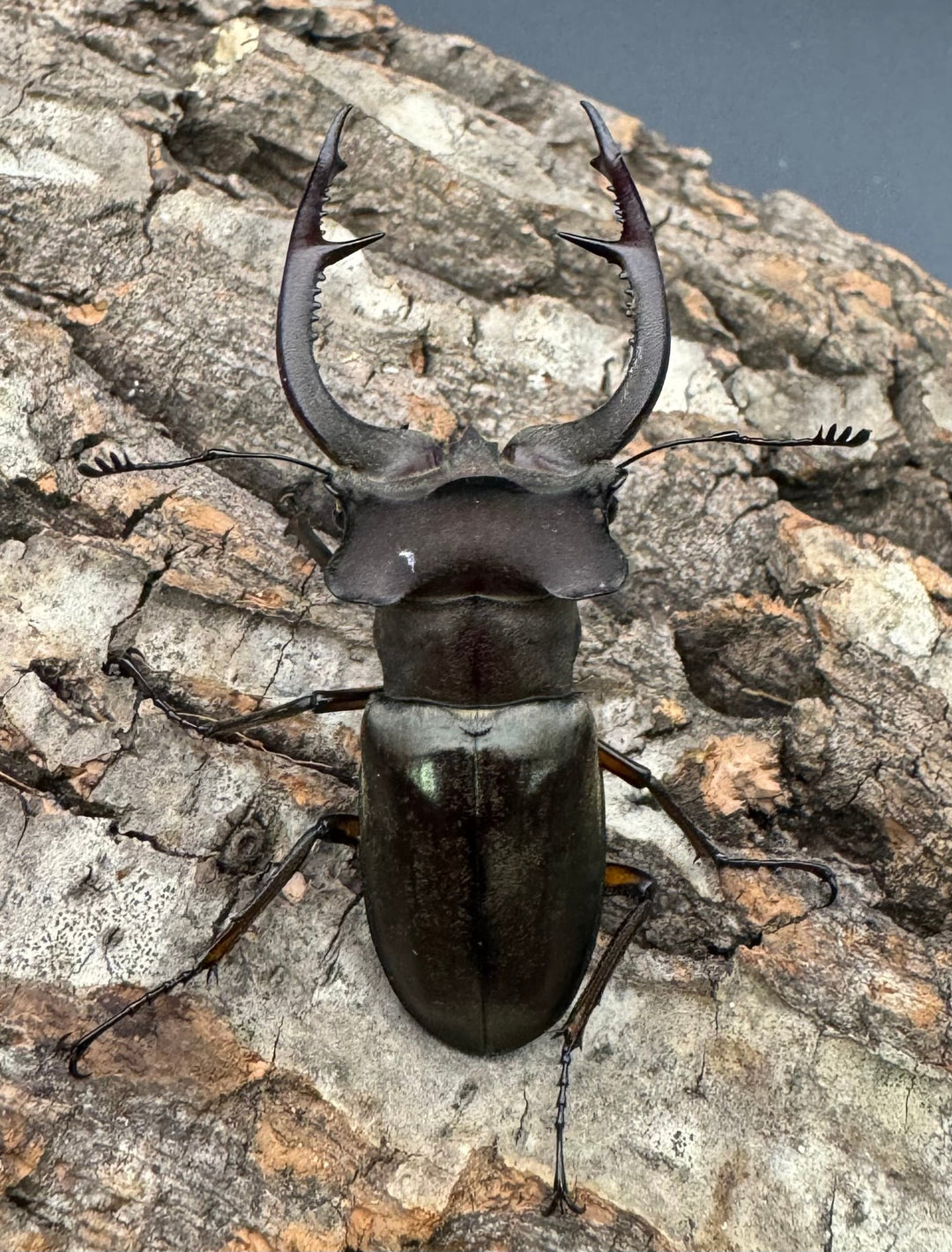 【WD】《クラーツミヤマ原名亜種 59mm ペア》