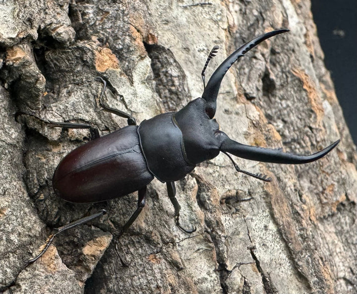 【WD】《グラキリスノコギリヒラタクワガタ 39mm ペア》