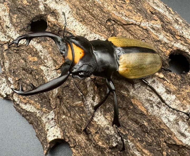 【WD】《ラコダールツヤクワガタ ブラスタギ産 72.5mm ペア》