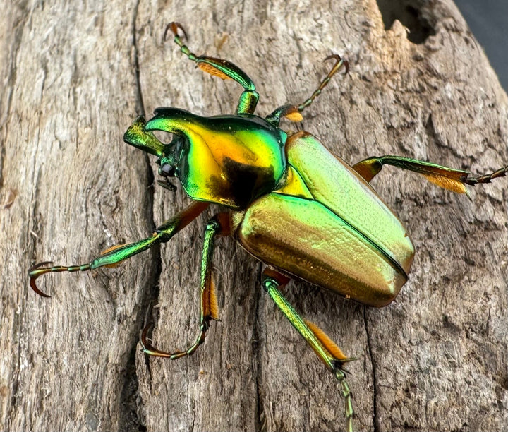 【WD】《モーニッケヒメカブトハナムグリ カシブ産 Free ペア》②