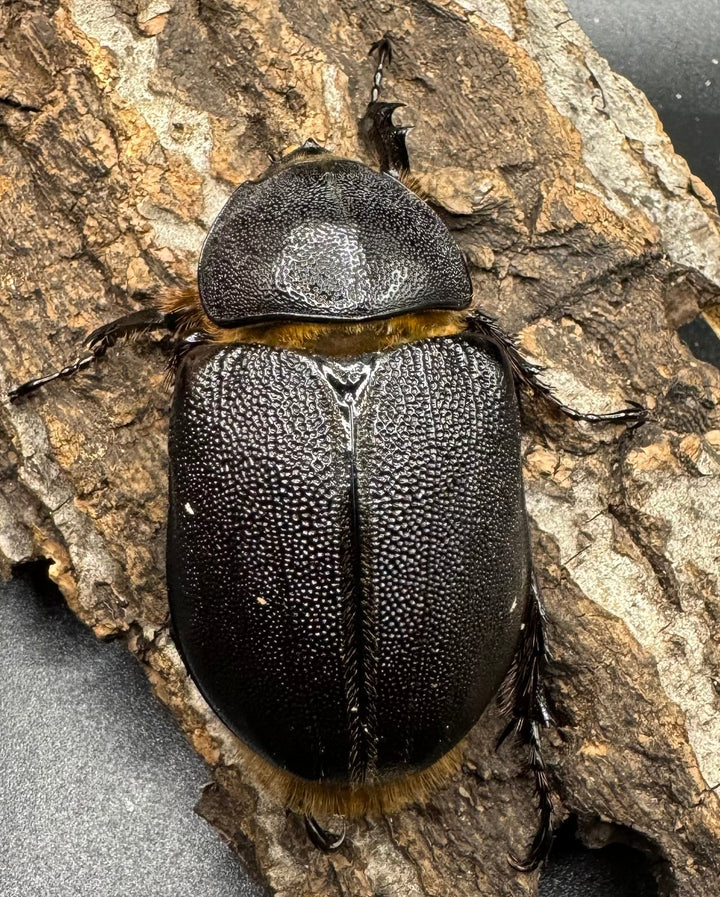 《サタンオオカブト 96mm ペア》