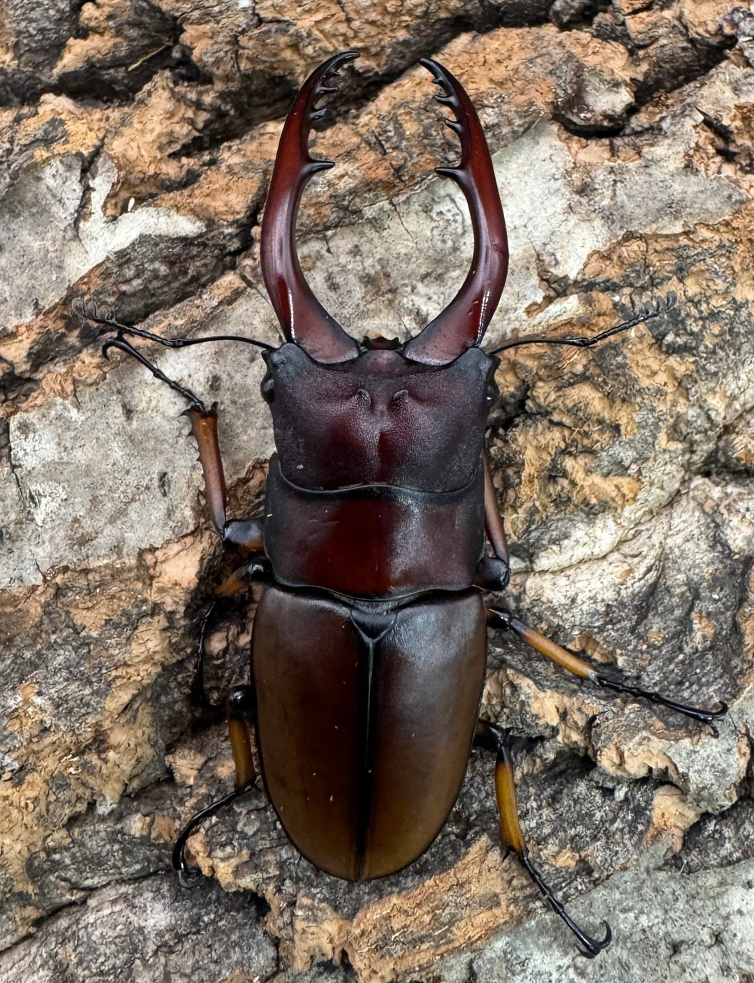 【WD】《アスタコイデスノコギリ ベンクール産 62.5mm ペア》