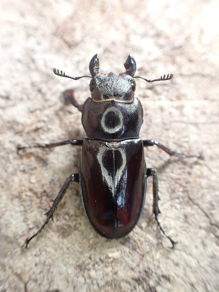 【WD】《ヒメミヤマクワガタ大陸亜種continentalis 30mm ♀単A’品》