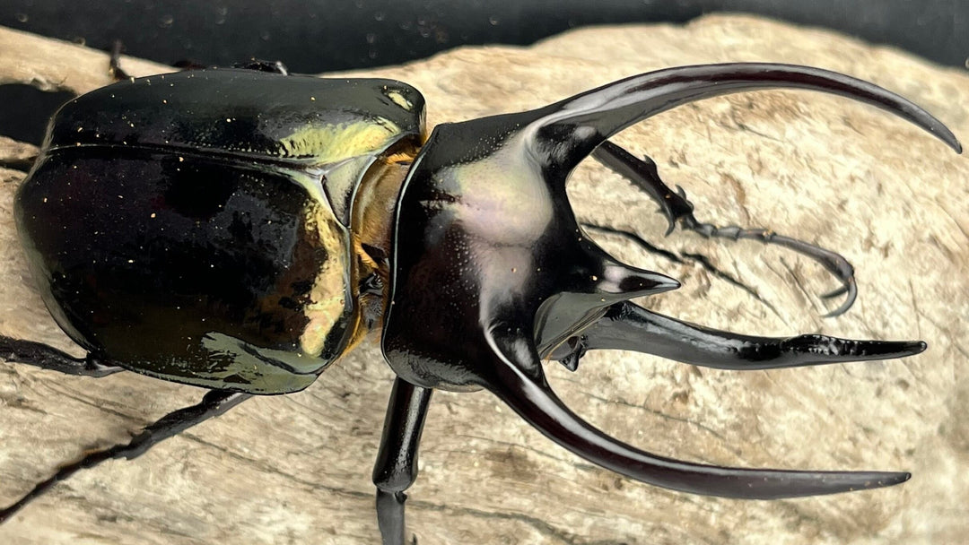 【WD】《ミンダナオアトラスオオカブト マラグサン産 92mm ペア》