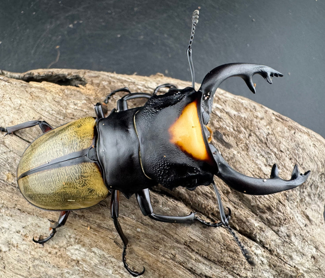 【WD】《ラコダールツヤクワガタ 77mm ペア》