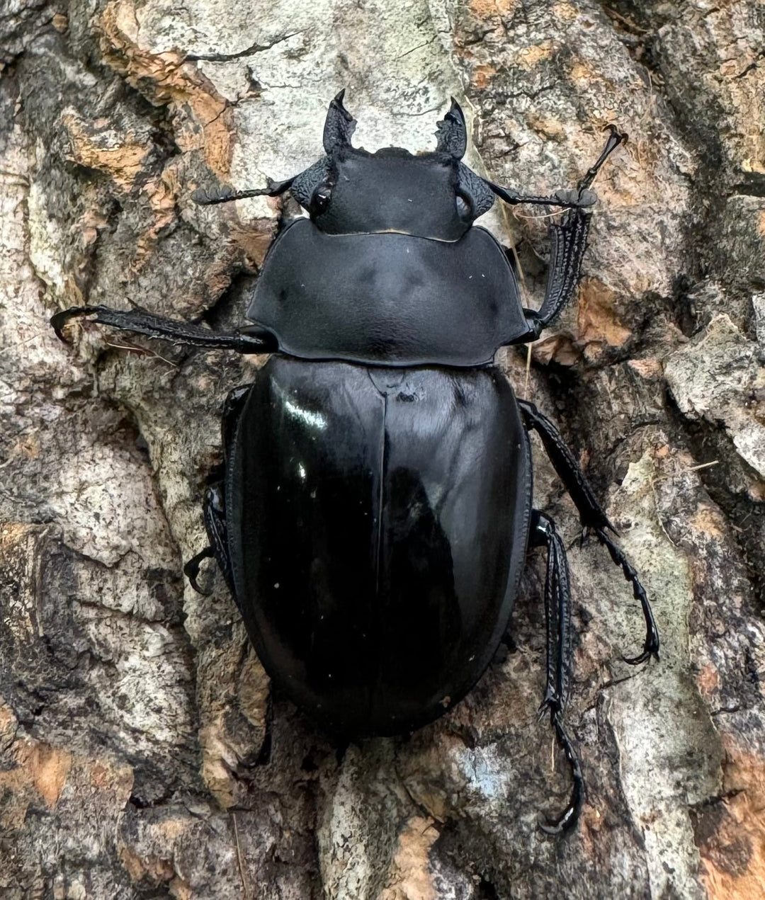 【WD】《カメラツヤクワガタ 42mm ペア》