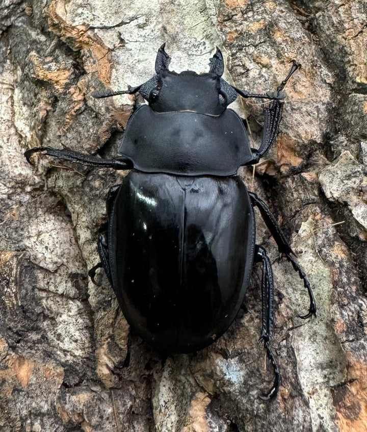 【WD】《カメラツヤクワガタ 42mm ペア》