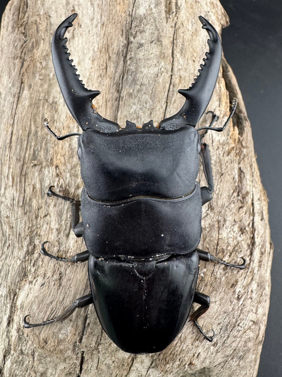 【WD】《パラワンオオヒラタ 90mm ペア》