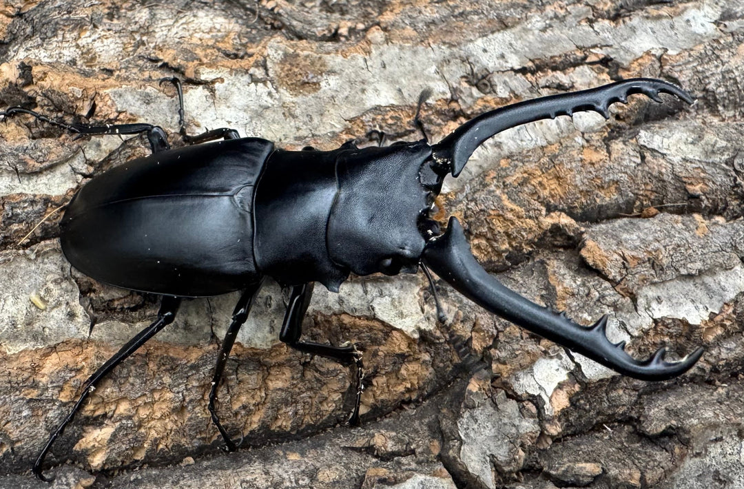 即ブリ《ギラファノコギリ亜種ケイスケ 82.5mm ペア》