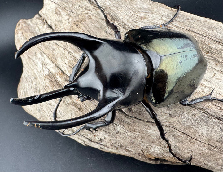 【WD】《スマトラコーカサスオオカブト 90mm ペア》