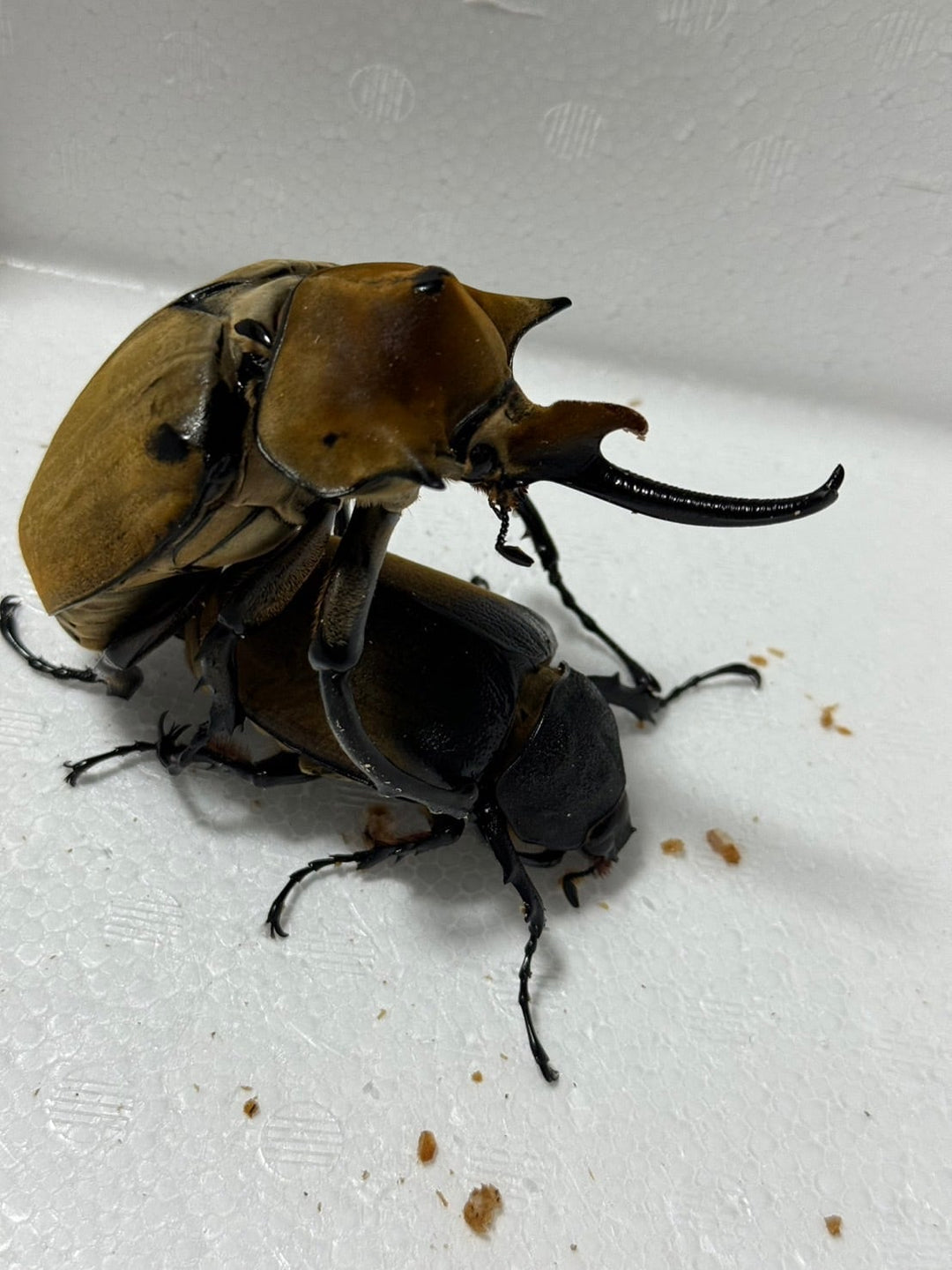 種親大型《エレファスゾウカブト 幼虫3頭セット》