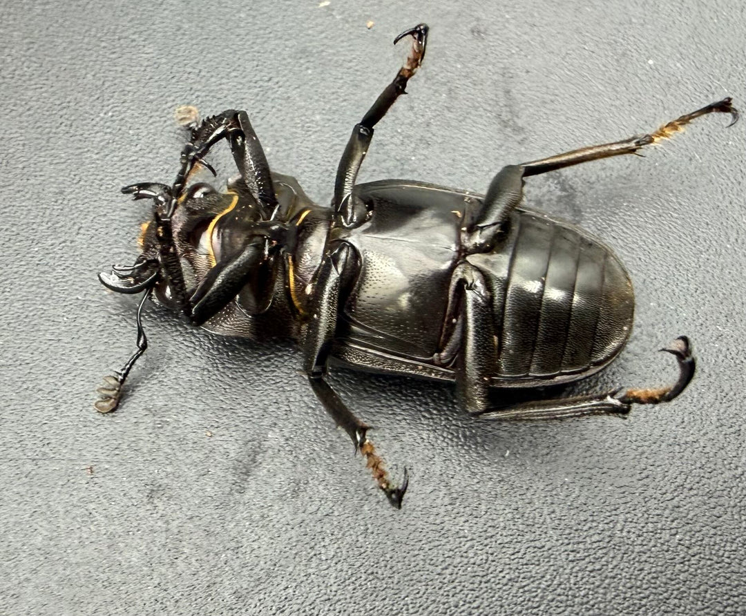 《メタリフェルホソアカ亜種フィナエ パープル系 73mm ペア》