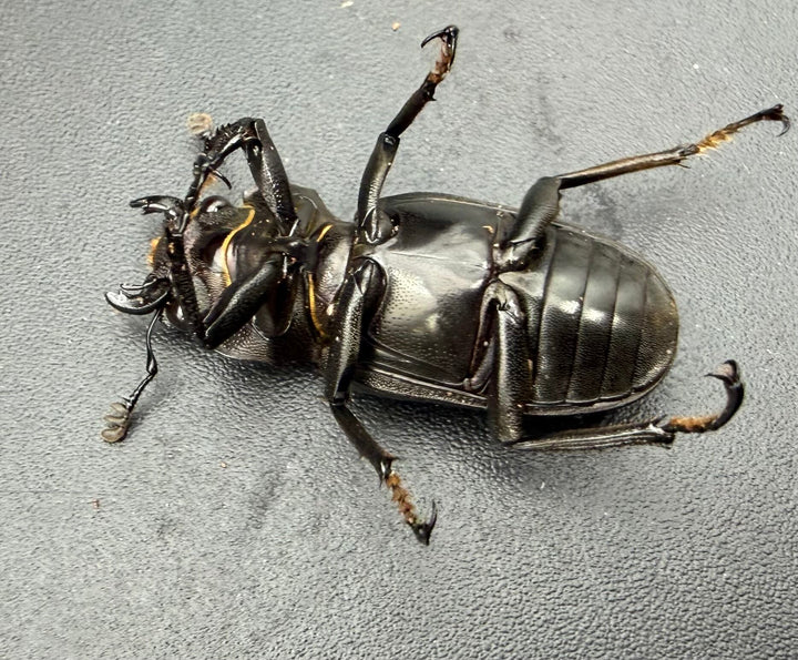 《メタリフェルホソアカ亜種フィナエ パープル系 73mm ペア》