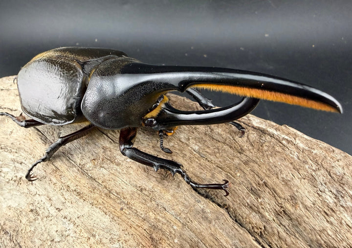 《 ヘラクレス・モリシマイ 107.5mm ペア》