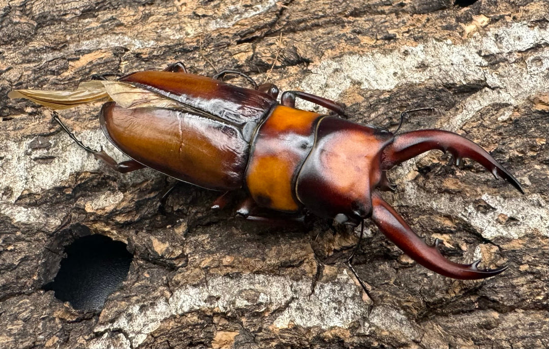 《トカラノコギリクワガタ ホワイトアイ ♀単+おまけB品♂》